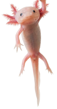 Axolotl